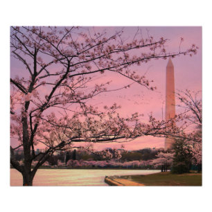 Blommarna i Washington Monument Cherry Fototryck