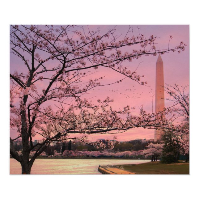 Blommarna i Washington Monument Cherry Fototryck (Framsidan)