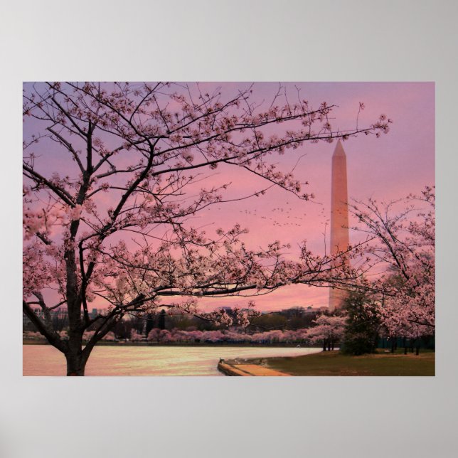 Blommarna i Washington Monument Cherry Poster (Framsidan)