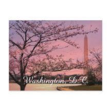 Blommarna i Washington Monument Cherry