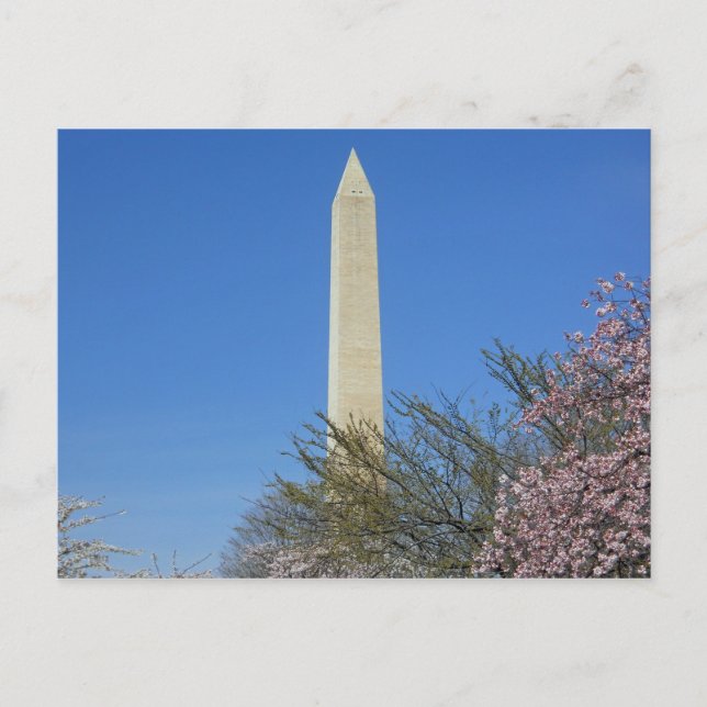 Blommarna i Washington Monument Cherry Vykort (Framsida)