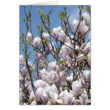 Blommarna Magnolia i Vår