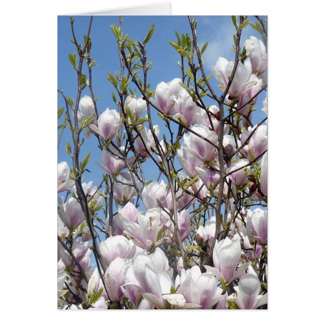 Blommarna Magnolia i Vår Hälsningskort (Framsidan)