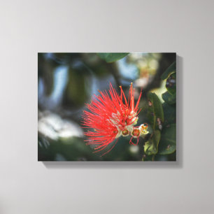 Blommarna Ohia Lehua Canvastryck