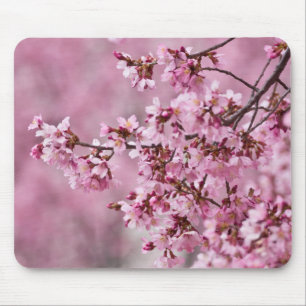 Blommarna Pastel Rosa Lagrar Musmatta