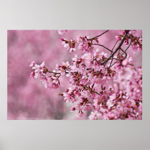 Blommarna Pastel Rosa Lagrar Poster