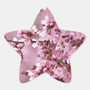 Blommarna Pastel Rosa Lagrar Stjärnformat Klistermärke