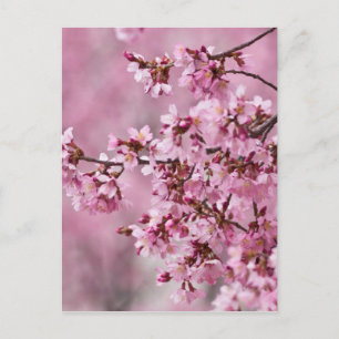 Blommarna Pastel Rosa Lagrar Vykort