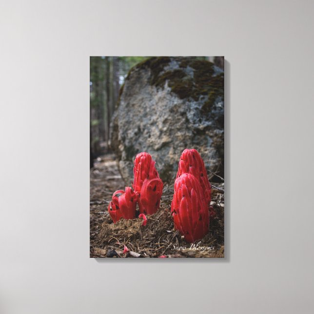 Blommarna snö canvastryck (Framsida)