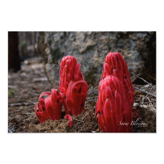 Blommarna snö fototryck (Framsidan)