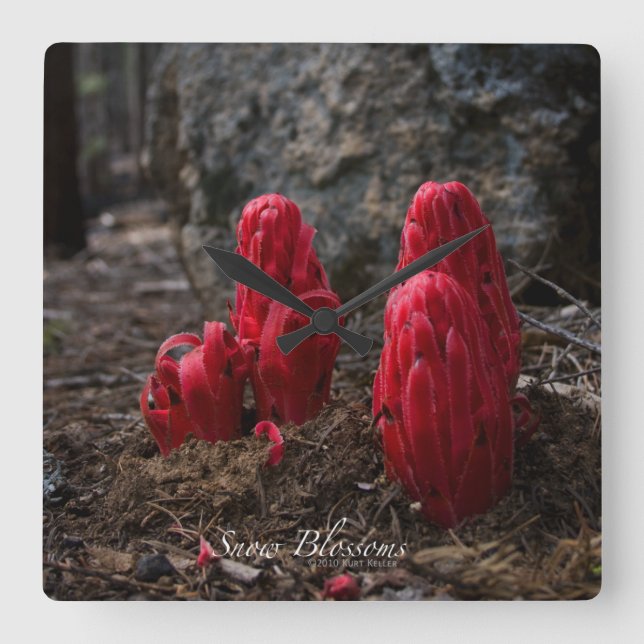 Blommarna snö fyrkantig klocka (Framsida)