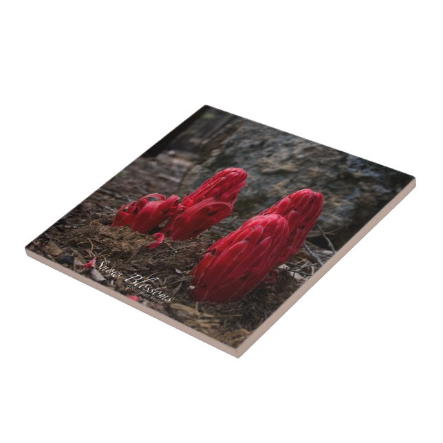 Blommarna snö kakelplatta (Sidan)