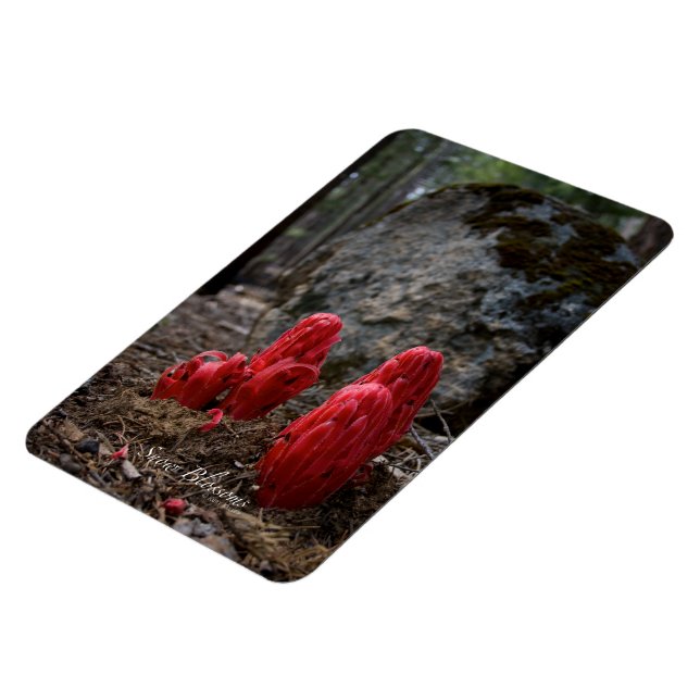 Blommarna snö magnet (Vänstra Sidan)