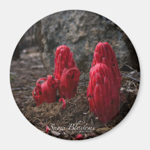 Blommarna snö magnet