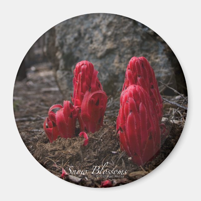 Blommarna snö magnet (Framsidan)