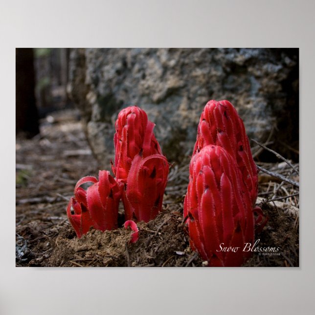 Blommarna snö poster (Framsidan)