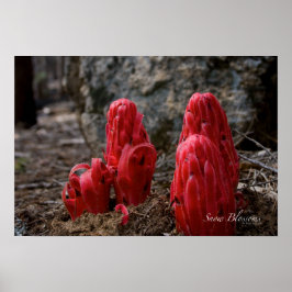 Blommarna snö poster