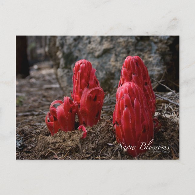 Blommarna snö vykort (Framsida)