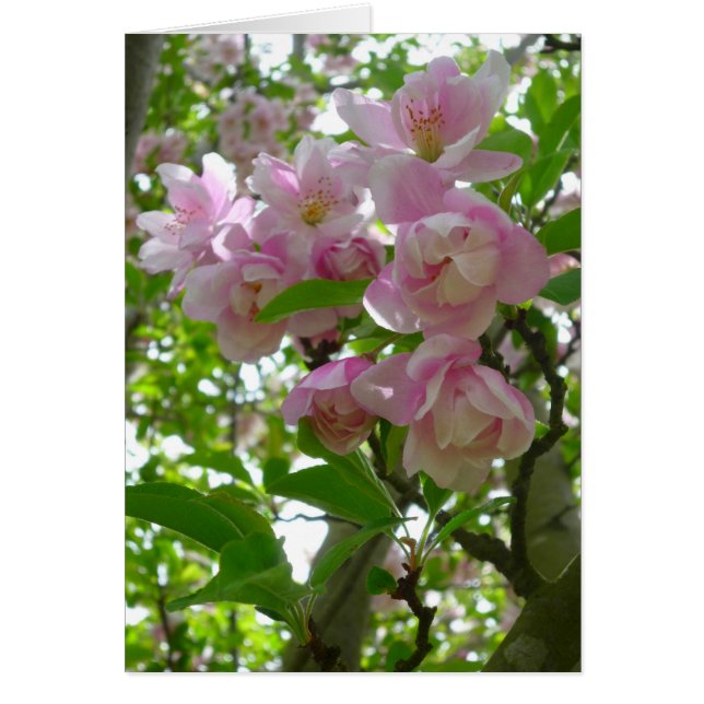 Blommarna vår hälsningskort (Framsidan)