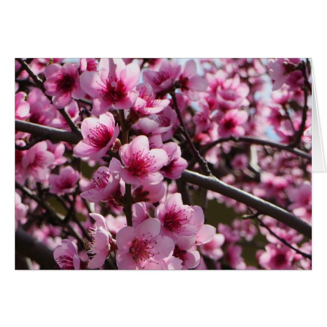 Blommarna vår hälsningskort (Framsidan Horizontal)