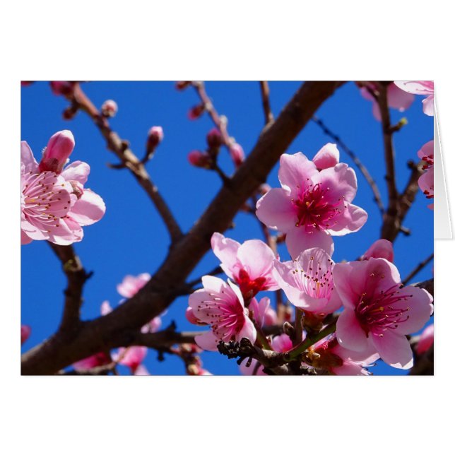 Blommarna vår hälsningskort (Framsidan Horizontal)