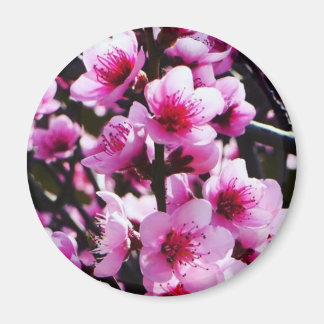 Blommarna vår magnet