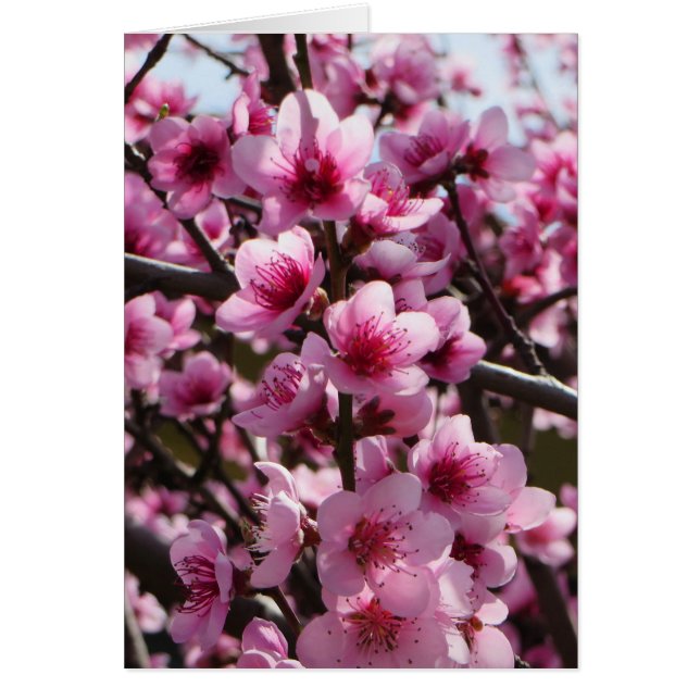 Blommarna vår OBS kort (Framsidan)