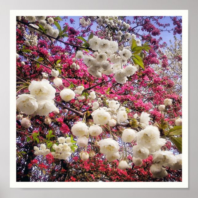 Blommarna Vita och rosa vår i Wales Poster (Framsidan)