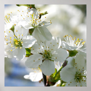 Blommarna White Cherry Träd Poster