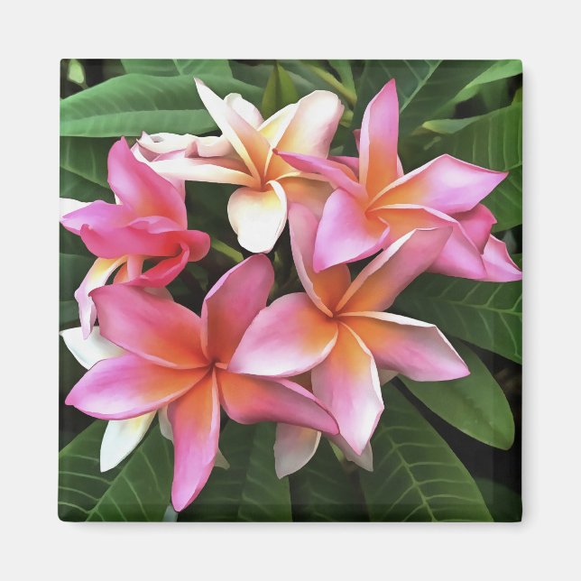 Blommarnas andedräkt Blek Rosa Frangipani Magnet (Framsidan)