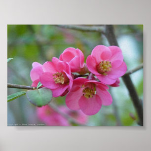 BlommarQuince Poster