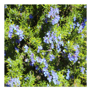 blommarrosmarinbuske fototryck