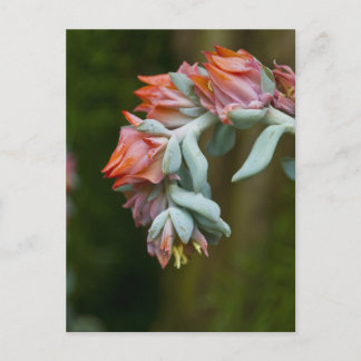 Blommarsuckulent Vykort