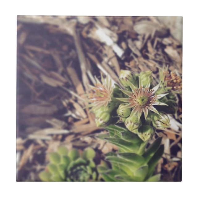 Blommas höna- och chickväxter kakelplatta (Framsidan)