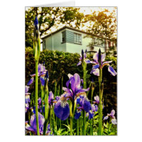Blommas Irises framme av Greenbeltmuseet