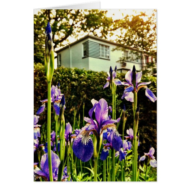 Blommas Irises framme av Greenbeltmuseet Hälsningskort (Framsidan)