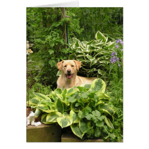 Blommas valpar hälsningskort