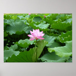 Blommasamling: Lotusblomma Poster