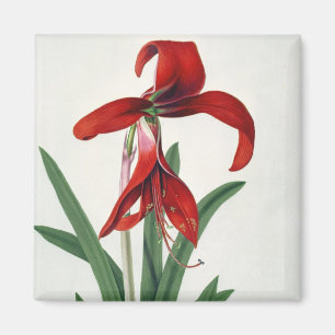 Blommastudie, Magnet