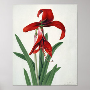 Blommastudie, Poster