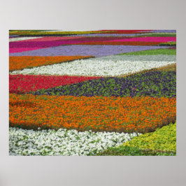 Blommatteppe Poster