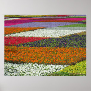 Blommatteppe Poster