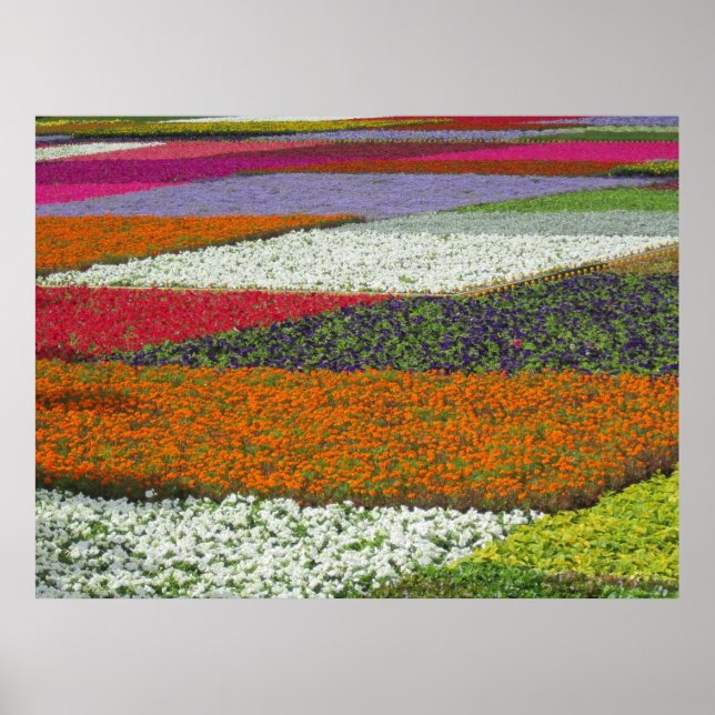 Blommatteppe Poster (Framsidan)