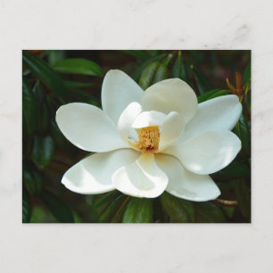 Blommblomma från Magnolia träd Vykort