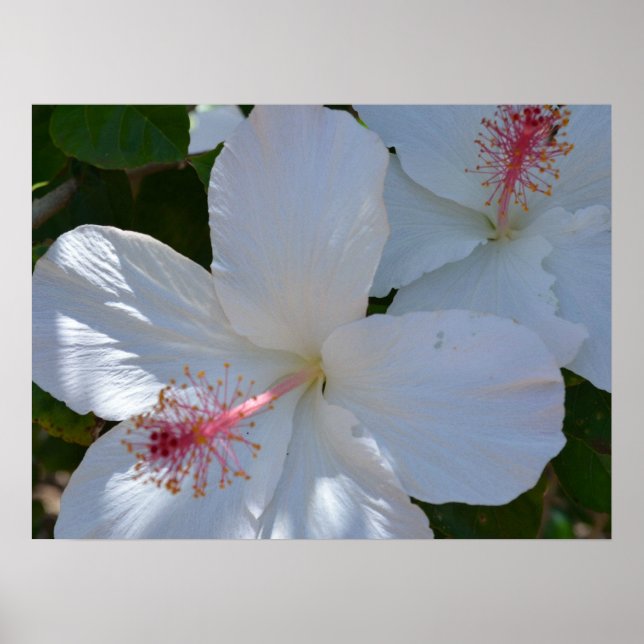 Blommig doftduk Canvastryck Poster (Framsidan)