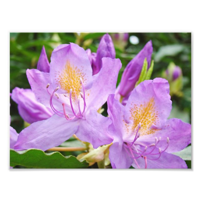 Blommig fotografering tryck Lila Rododendron (Framsidan)