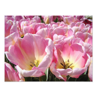 Blommig fotokonst Tulpaner Blommor Natur