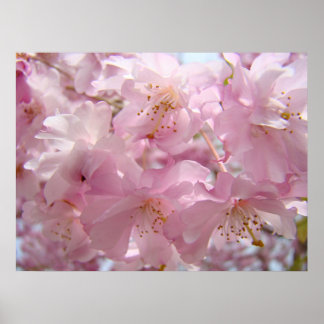 Blommig konst Rosa trädblommor Landskapsnatur Poster