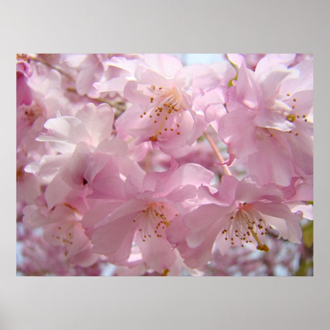 Blommig konst Rosa trädblommor Landskapsnatur Poster (Framsidan)