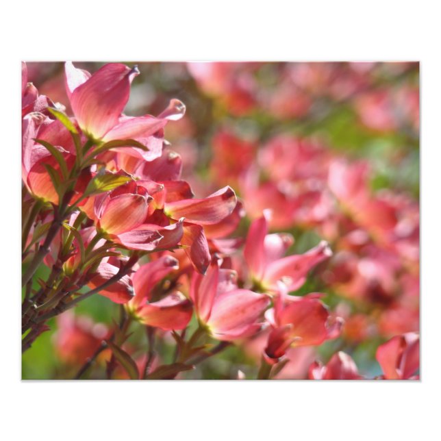 Blommig konstfotografering Rosa blommande körsbär  Fototryck (Framsidan)